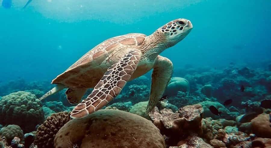 Swim with Sea Turtles, Kuza Cave, Paje Beach, The Rock Lunch - Salaam Cave, Kizimkazi: snorkel with sea turtles