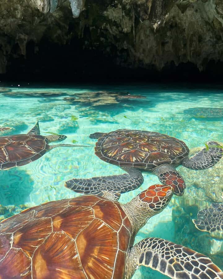 SWIMMING WITH TURTLES AT SALAAM CAVE AT KIZIMKAZI ZANZIBAR - Key things to know before you go
