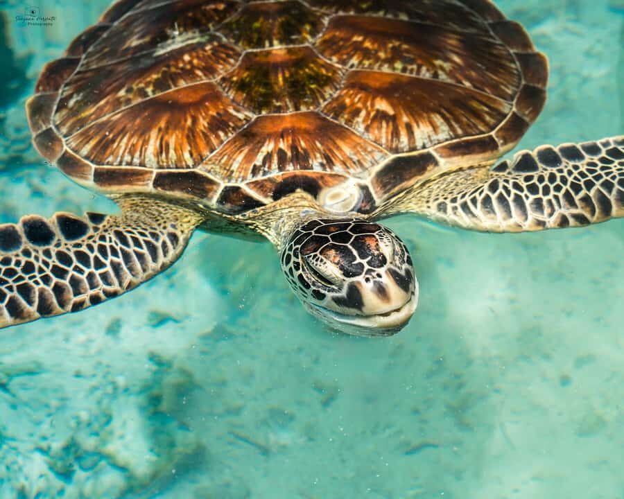 SWIMMING WITH TURTLES AT SALAAM CAVE AT KIZIMKAZI ZANZIBAR - Why Salaam Cave in Kizimkazi feels different