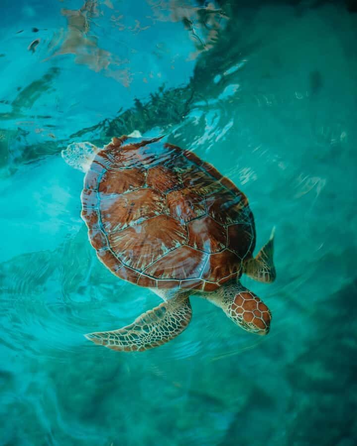 SWIMMING WITH TURTLES AT SALAAM CAVE AT KIZIMKAZI ZANZIBAR - Salaam Cave Aquarium: the controlled start before you hit the water