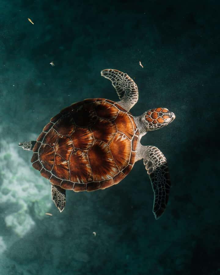 SWIMMING WITH TURTLES AT SALAAM CAVE AT KIZIMKAZI ZANZIBAR - Conservation in a cave: why this experience is more than a spectacle