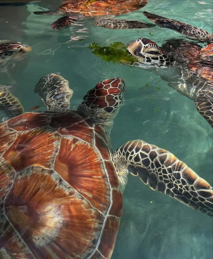 SWIMMING WITH TURTLES AT SALAAM CAVE AT KIZIMKAZI ZANZIBAR - Timing tips: how to get a calmer cave swim