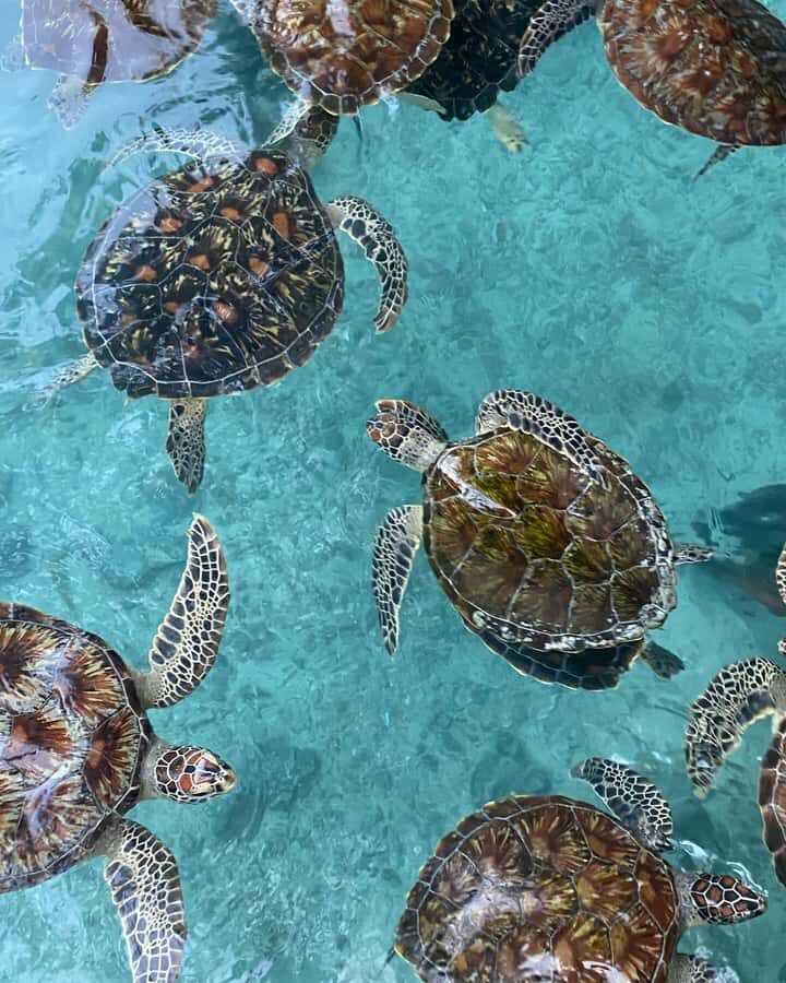 SWIMMING WITH TURTLES AT SALAAM CAVE AT KIZIMKAZI ZANZIBAR - What to bring (and what to do once you’re there)