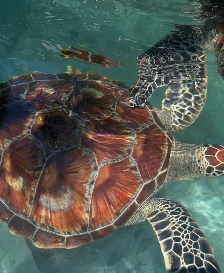 SWIMMING WITH TURTLES AT SALAAM CAVE AT KIZIMKAZI ZANZIBAR - Who this tour suits best (and who might want to skip)