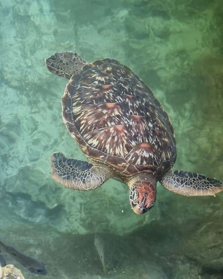 SWIMMING WITH TURTLES AT SALAAM CAVE AT KIZIMKAZI ZANZIBAR - Getting there: hotel pickup and how the day usually starts