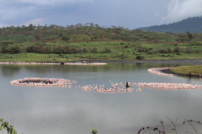 Tanzania - Arusha NP - Private Guided 4x4 Safari - Game Drive & Walking - Quick hits before you go