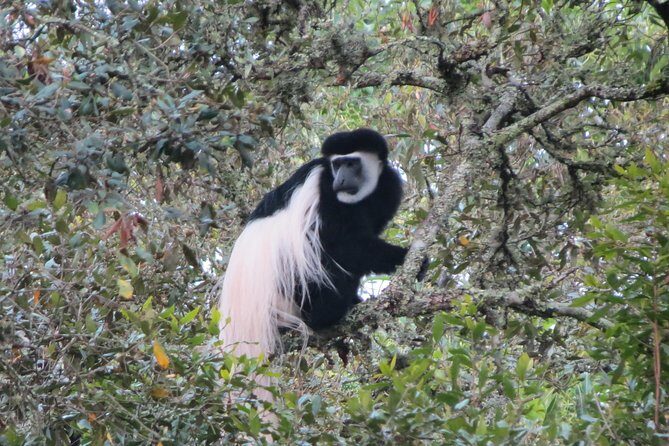 Tanzania - Arusha NP - Private Guided 4x4 Safari - Game Drive & Walking - Rainforest roads and colobus monkeys: where sound helps you spot