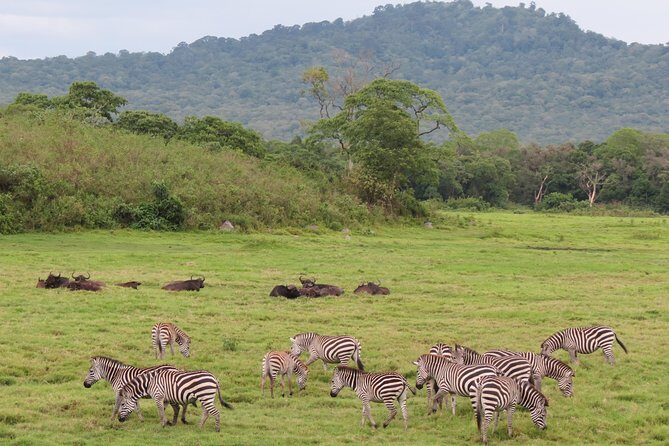 Tanzania - Arusha NP - Private Guided 4x4 Safari - Game Drive & Walking - Price and value of $404.29 per person (and what you’re paying for)