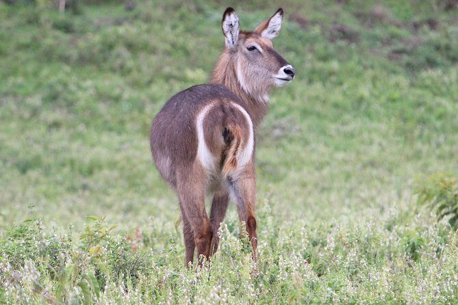 Tanzania - Arusha NP - Private Guided 4x4 Safari - Game Drive & Walking - Who this Arusha 4x4 + walking safari suits best