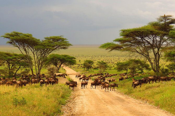 Tanzania Classic - 7 Days - Lake Manyara National Park: Plains, Acacia, and the Shallow Lake Edge