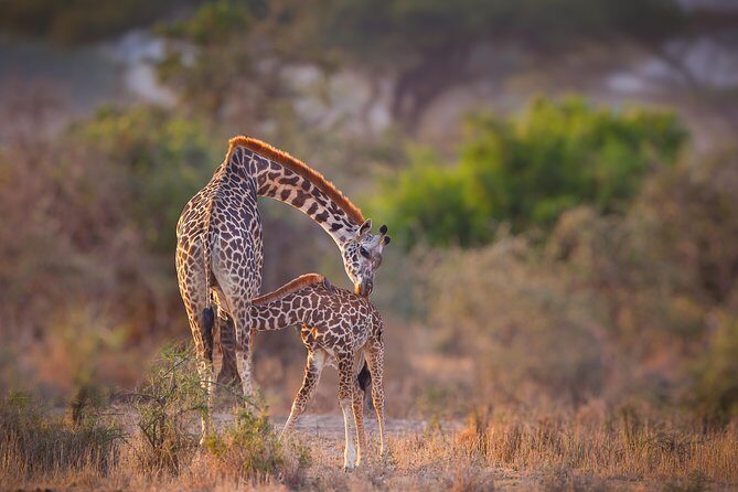 Tanzania Enticing Explorations - 6 Days - Landing in Arusha: The trip starts the moment you touch down