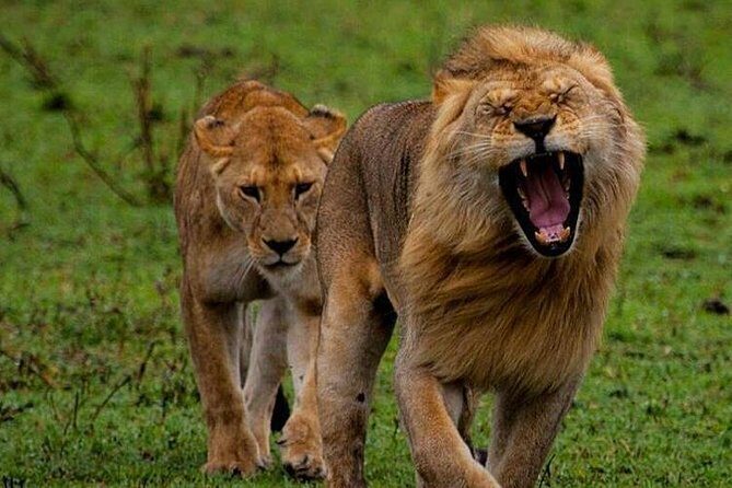 Tanzania Safari - The Great Migration in the North of the Serengeti and Lake Natron - Key highlights before you go