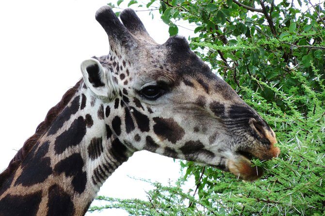 Tanzania Safari - The Great Migration in the North of the Serengeti and Lake Natron - Ol Doinyo Lengai and the Engare Sero hike: the hike is the point