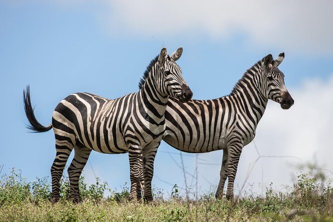 Tanzania Safari - The Great Migration in the North of the Serengeti and Lake Natron - Back to Lake Natron shores, then Tarangire’s “giants” river rhythm