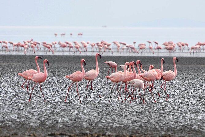 Tanzania Safari - The Great Migration in the North of the Serengeti and Lake Natron - Full Tarangire day: elephants, predators, and birdwork in the same frame