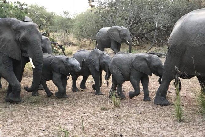 Tanzania Safari - The Great Migration in the North of the Serengeti and Lake Natron - Ngorongoro Crater game drive: one spot, many “wow” moments