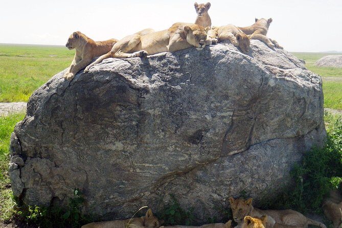 Tanzania safari with guide in Italian, the great Migration of the Serengeti - Key highlights I think you’ll care about