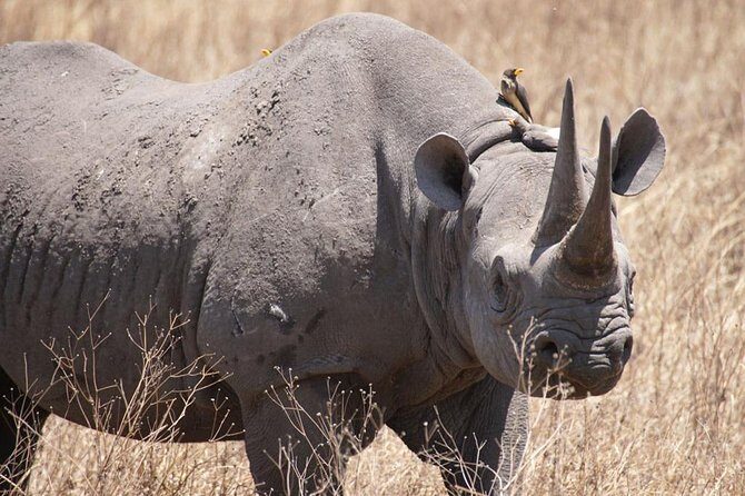 Tanzania safari with guide in Italian, the great Migration of the Serengeti - Lake Manyara: Dense Forest to Open Savanna, Plus Monkeys Everywhere