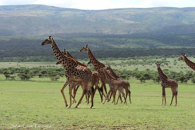 Tanzania safari with guide in Italian, the great Migration of the Serengeti - Day 1: Arrival At Kilimanjaro and Transfer Into Arusha Mode
