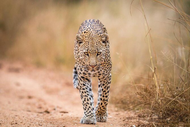 Tanzania Simba Safari - 5 Days - The private guide factor: why the right driver can change everything