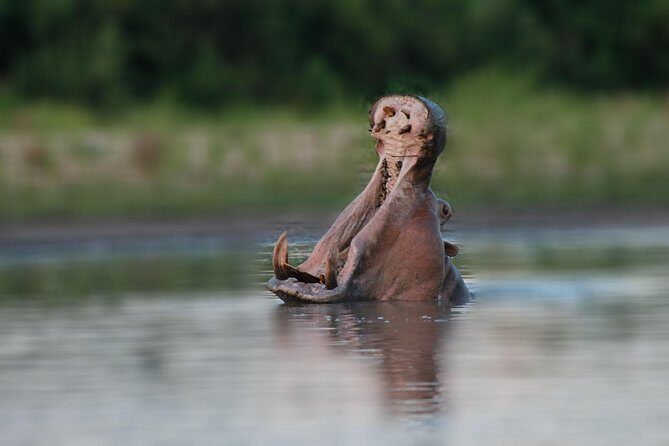 Tanzania Simba Safari - 5 Days - What you get with lodging and meals, and what you should budget for