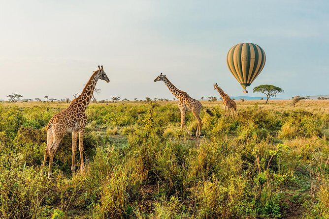 Tanzania Through The Rift Valley - 5 Days - Day 1 in Arusha: landing with someone who handles the first steps