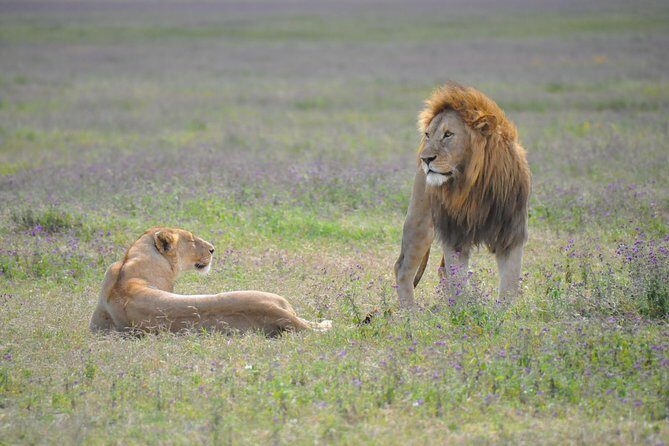 Tanzania Wildlife Encounters - 6 Days - The Most Important Ingredient: Your Driver-Guide