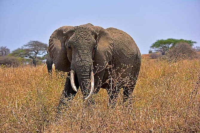Tarangire Day Tour - Key Highlights You’ll Feel the Moment You Go