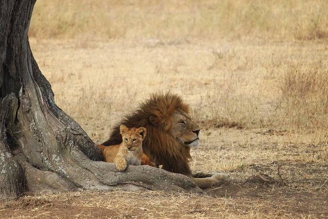 The best Selous 1 day safari from Zanzibar - Key things to know before you go