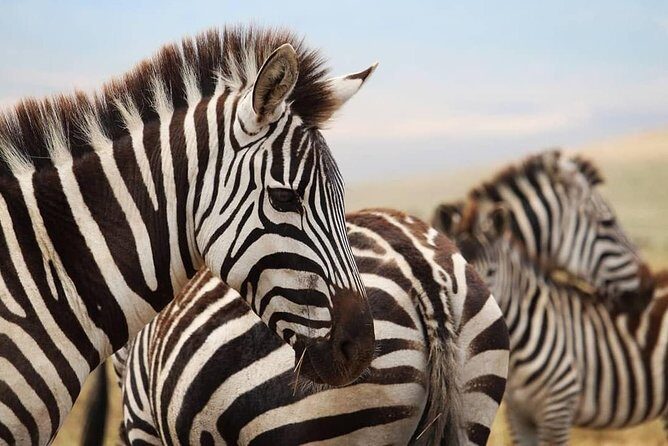 The best Selous 1 day safari from Zanzibar - Selous (Nyerere) In One Day: What makes this safari work