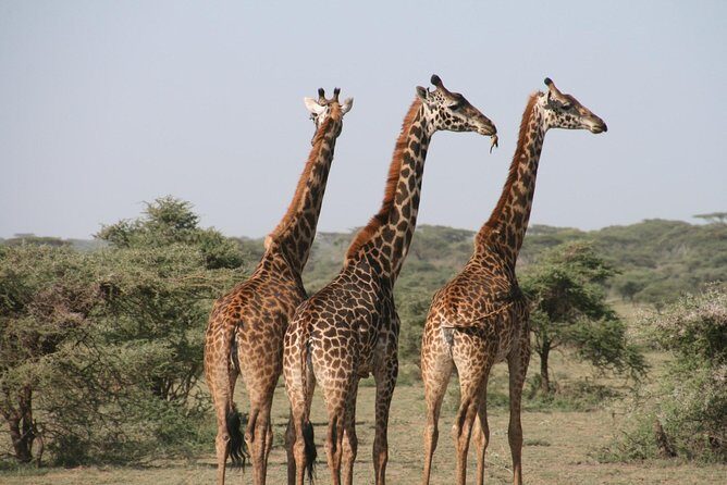 The best Selous 1 day safari from Zanzibar - The first game drive at 06:45: How sightings usually go