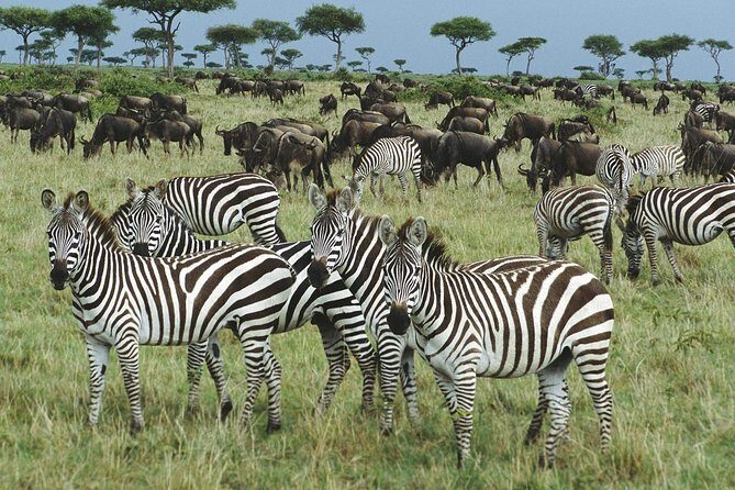 The best Selous 1 day safari from Zanzibar - Who this Selous day trip is best for
