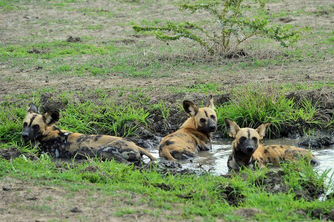 The best Selous 1 day safari from Zanzibar - Guide and group size: Why Moussa-style service shows up