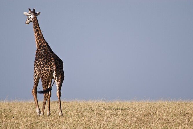 Top Best 5 Days Tanzania Luxury Safari to Serengeti - How Luxury Fits Real Safari Days in Northern Tanzania