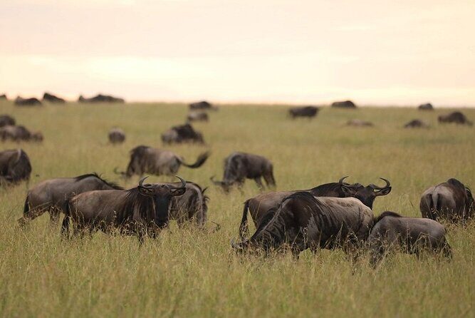 Top Best 5 Days Tanzania Luxury Safari to Serengeti - Day 4 Ngorongoro Crater: When Animals Concentrate Around Water