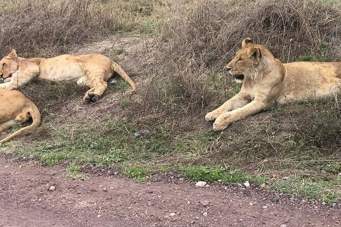Top Best 5 Days Tanzania Luxury Safari to Serengeti - Day 1 in Tarangire: Elephants, Baobabs, and a Quieter First Hit