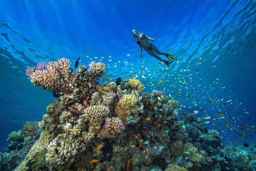 Tumbatu island snorkling tour : from Kendwa & Nungwi - Key takeaways before you go