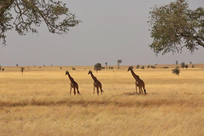 Unforgettable Tanzania Safari And Zanzibar Beach - Lake Manyara and Ngorongoro: when the schedule gets serious