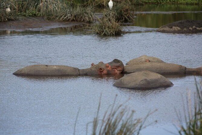 Unforgettable Tanzania Safari And Zanzibar Beach - Serengeti game drives: three days for real chances, not one gamble
