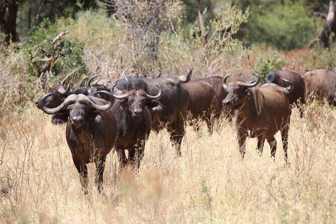 Unforgettable Tanzania Safari And Zanzibar Beach - The 4x4, picnic lunches, and AMREF Flying Doctors insurance that change the tone