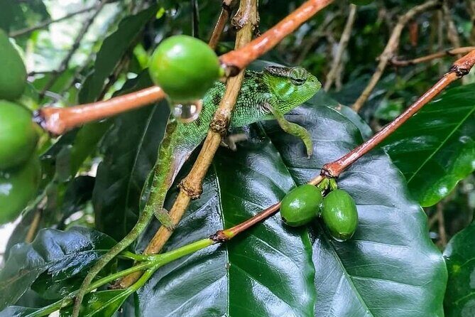 Waterfall, coffee tour & hot springs - lunch and drinks included - Price and logistics: what $99 buys you in real terms