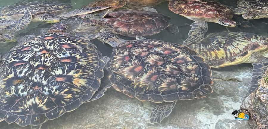 Zanzibar: Baraka Aquarium Feed, Swim & Snorkel with Turtles - Key points worth knowing before you go