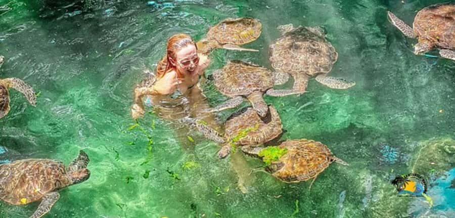Zanzibar: Baraka Aquarium Feed, Swim & Snorkel with Turtles - Feeding and swimming: how to stay safe (and get the best moment)
