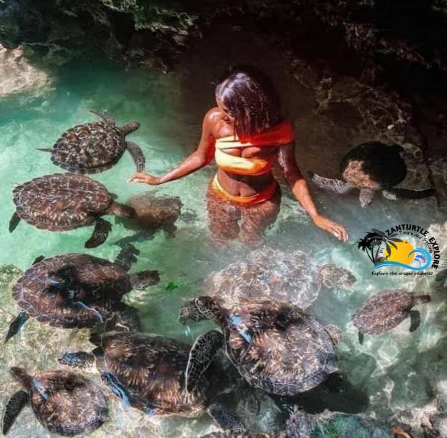 Zanzibar: Baraka Aquarium Feed, Swim & Snorkel with Turtles - Value check: is $42 per person worth it?