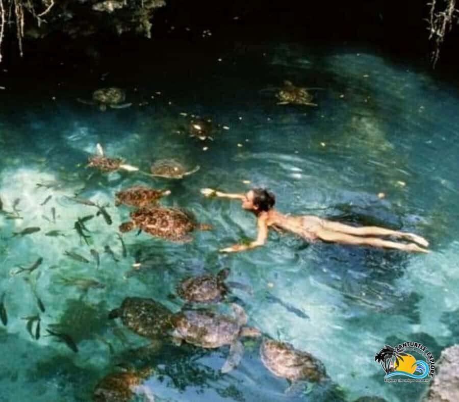 Zanzibar: Baraka Aquarium Feed, Swim & Snorkel with Turtles - Practical tips before you go