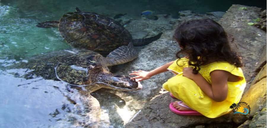 Zanzibar: Baraka Aquarium Feed, Swim & Snorkel with Turtles - The 2-hour flow: pickup, pool time, and a quick market stop
