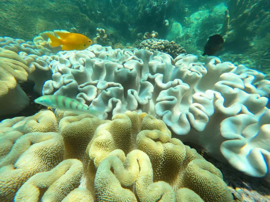 Zanzibar: Blue lagoon, Starfish, Paje Beach and Maalum Cave - Timing, Van Rides, and Group Size Reality