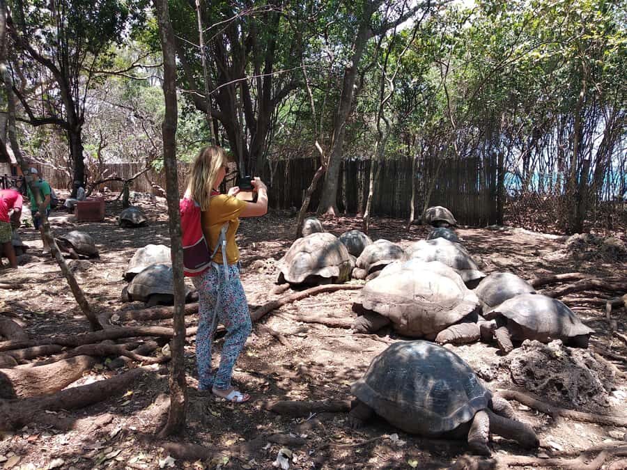 Zanzibar: Changuu Island and Stone Town Tour with Lunch - Peace Memorial and Natural History Museum: Finish Strong