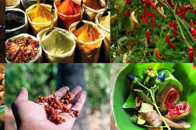 Zanzibar Cooking Class & Spice Tour - Timing and Transfers: How to Fit It Into Your Stone Town Day