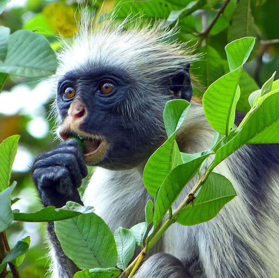 Zanzibar full day Jozani forest + Spice farm and stone town - Key highlights you’ll feel